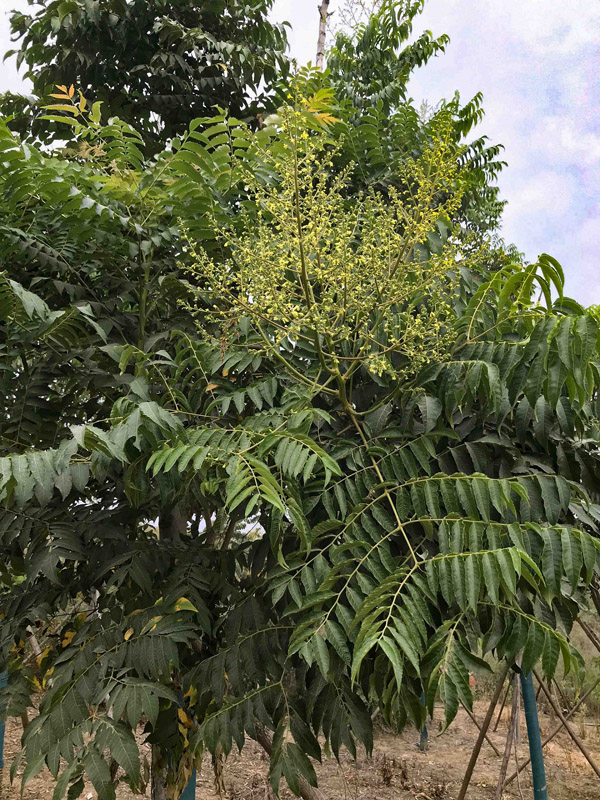 欒樹 (2).jpg 欒樹 (2).jpg