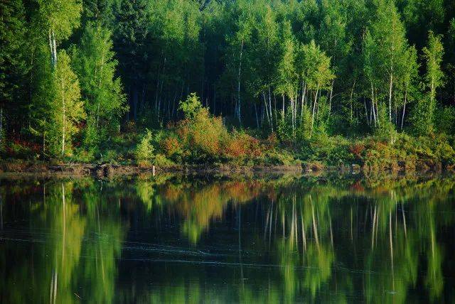 森林生態(tài)系統(tǒng)——森林生態(tài)系統(tǒng)的主要類型、特點和生產(chǎn)力（二）