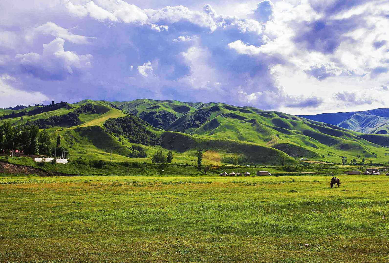 草原生態(tài)系統(tǒng)——草原生態(tài)系統(tǒng)的分布、特點
