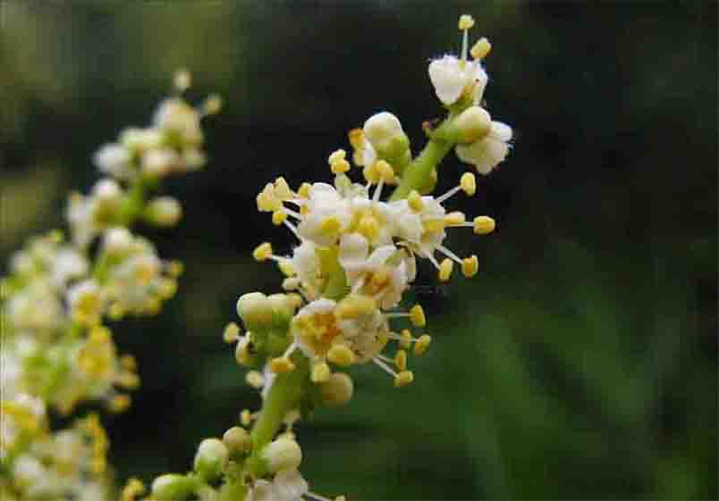 鹽膚木花.jpg 鹽膚木花.jpg