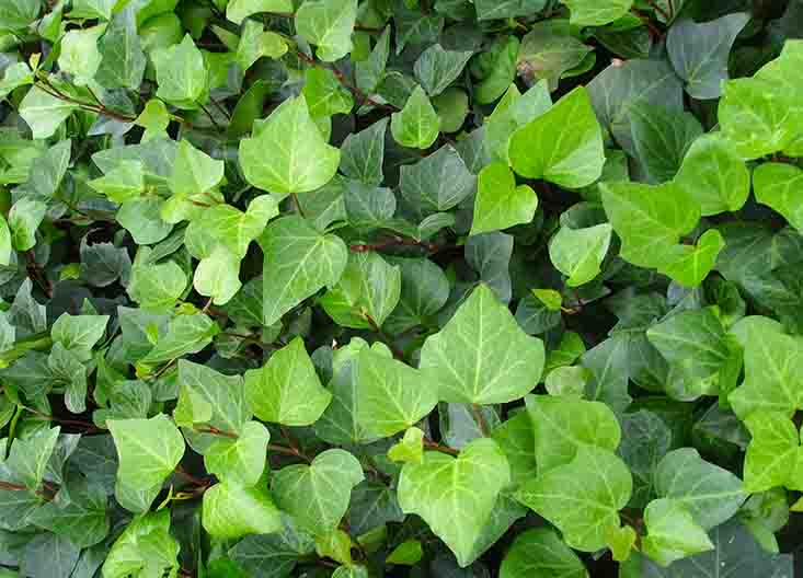 常春??.jpg 常春??.jpg