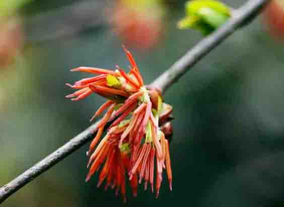 領春木花1.jpg 領春木花1.jpg