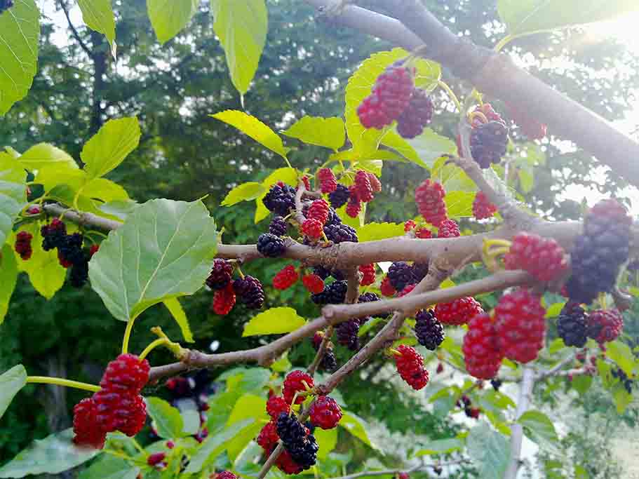 桑葚1.jpg 桑葚1.jpg