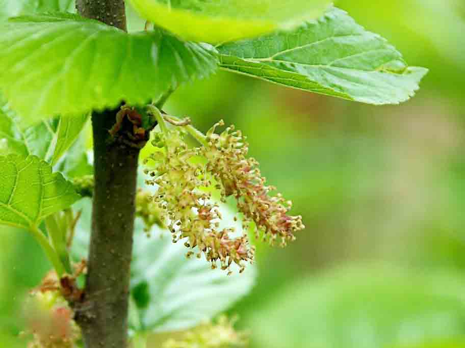 桑樹(shù)??.jpg 桑樹(shù)??.jpg