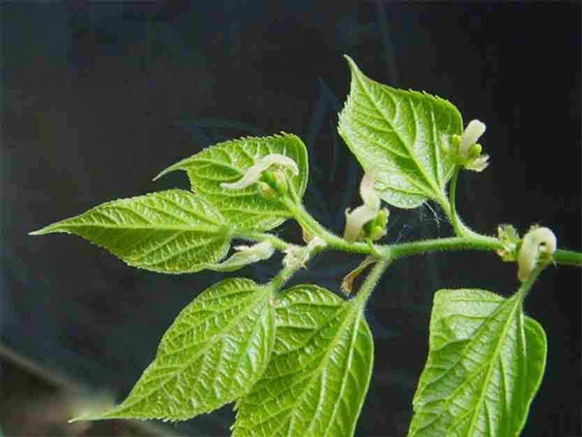 珊瑚??.jpg 珊瑚??.jpg