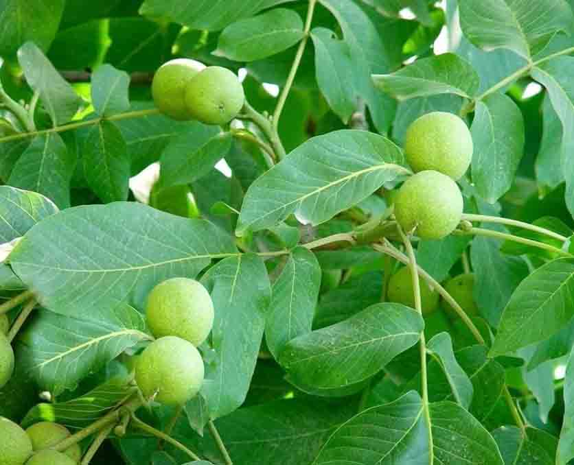 核桃1.jpg 核桃1.jpg