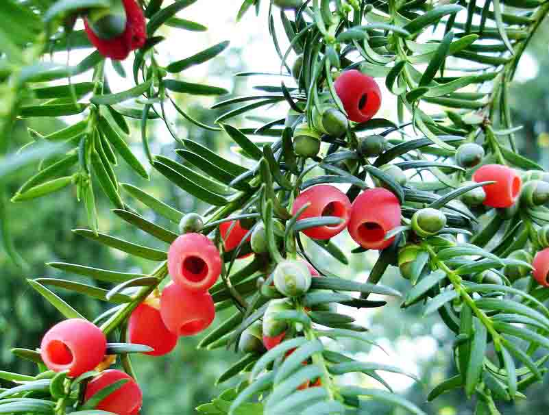 紅豆??.jpg 紅豆??.jpg