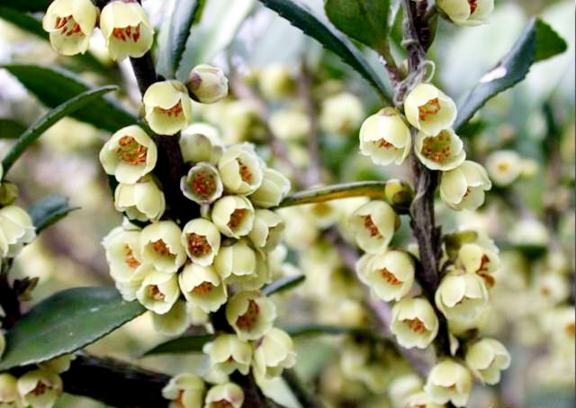 柃木1.jpg 柃木1.jpg