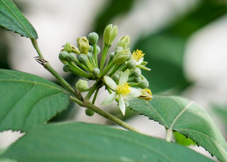 扁擔??1.jpg 扁擔??1.jpg