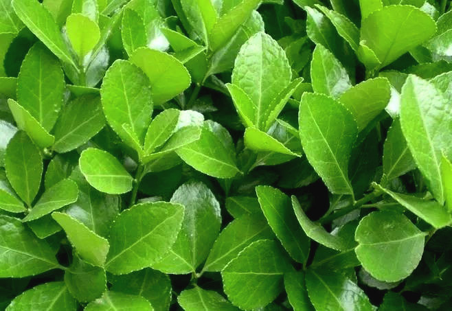 大葉黃楊11.jpg 大葉黃楊11.jpg