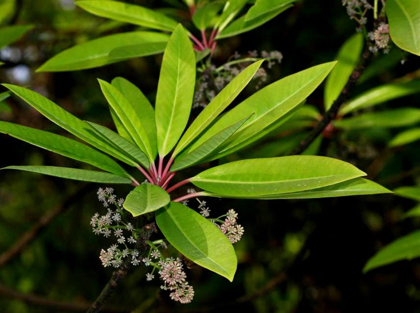 交讓??1.jpg 交讓??1.jpg