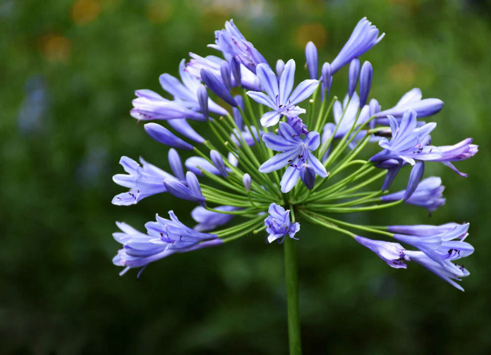 百子??1.jpg 百子??1.jpg